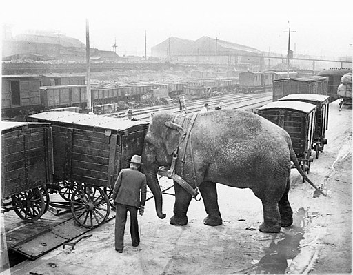 Alice_the_elephant_loading_the_Wirth's_Circus_train_Sam_Hood_05790h
