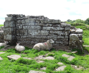 stone and sheep
