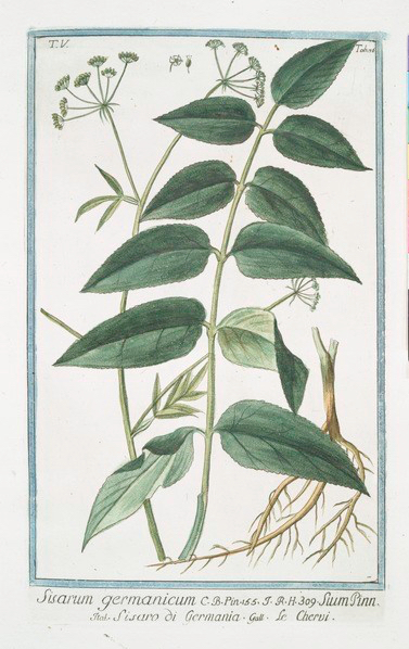 Sisarum_Germanicum_-_Sium_Pinn._-_Sisaro_di_Germania_-_Le_Chervi_(Skirret,_Sugar_root,_Skiwort)_(NYPL_b14444147-1130639).tiff